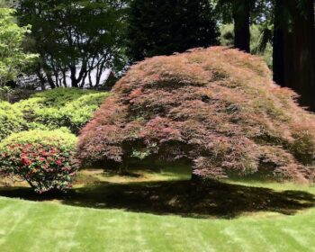 Lawn Service West Linn Or
